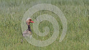 Red-crested pochard in Swamp