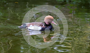 Red crested pochard