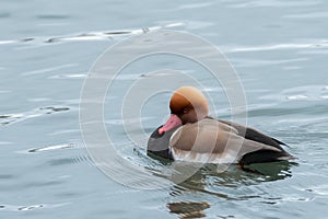 A red crested Pochard swimming on a pond