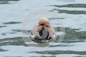 A red crested Pochard swimming on a pond