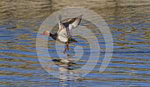Red-crested pochard take-off on the lake