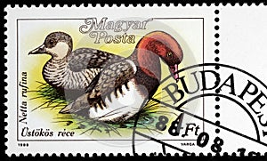 Red-crested Pochards Stamp