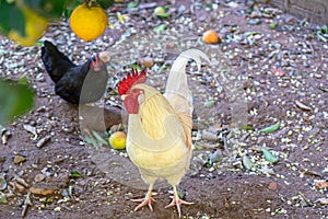 Red crested rooster loose in the yard photo