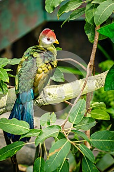 Red-crested turaco