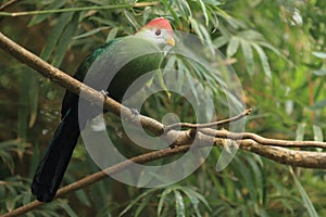 Red-crested turaco