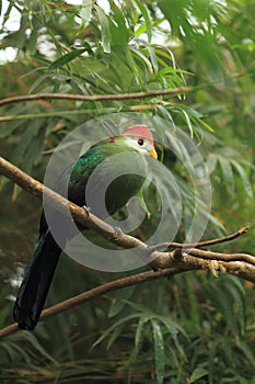 Red-crested turaco