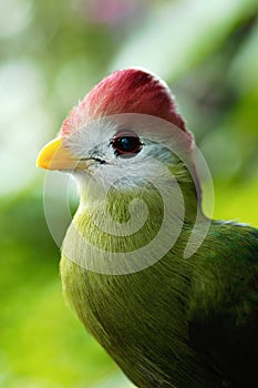 Red-crested Turaco bird