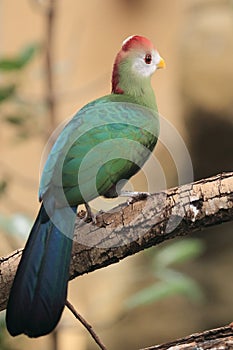 Red-crested turaco