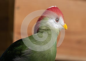 Red-crested Turaco (Tauraco erythrolophus) in Angola
