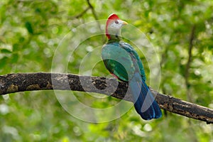 Red-Crested Turaco, Tauraco erythrolophus, rare coloured green bird with red head, in nature habitat. Turaco sitting on the branch