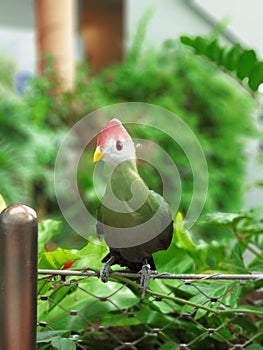 The red-crested turaco (Tauraco erythrolophus) is a turaco