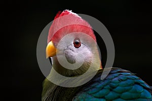 Red-crested turaco, Tauraco erythrolophus, turaco, bird endemic to western Angola. Rare green bird with red head, in the nature