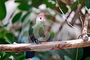 Red-crested turaco on a tree branch in the Papiliorama Zoo in Switzerland