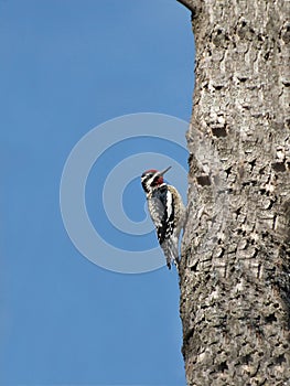 Red Crested Woodpecker