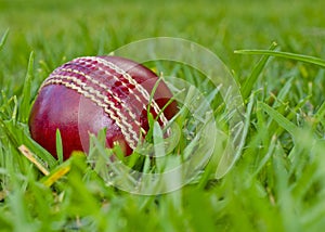 Red cricket ball in green grass