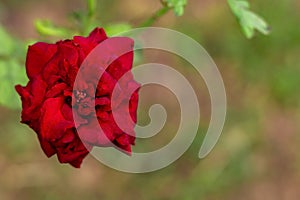 Red crimson colored rose flower with blurred grass and soil in the background