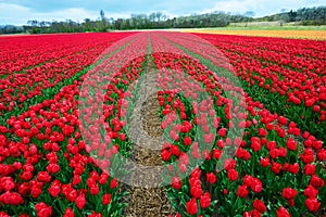 Red and crimson flower field outdoors