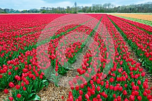 Red and crimson flower field outdoors