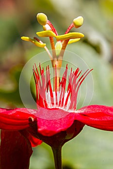 Red Crimson Passionflower Poise