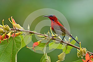 Red Crimson Sunbird