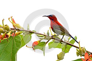 Red Crimson Sunbird