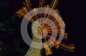 Red crinoid on spounge