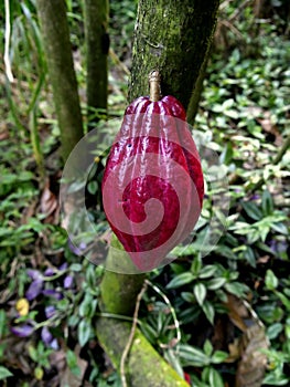 red criollo cacao pod growing on theobroma cacao tree photo
