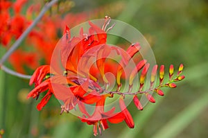 Red Crocosmia buds attract butterflies and hummingbirds