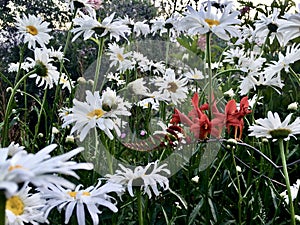 Red Crocosmia flower among white daisies happy day