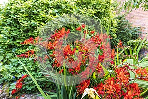 Red Crocosmia flowering plant in a herbaceous border.