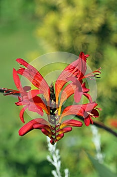 Red crocosmia flowering spike in close up