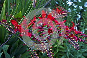 Red Crocosmia Lucifer in a garden.