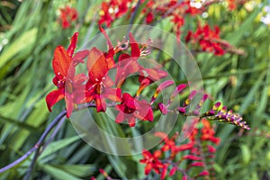 Red Crocosmia Lucifer in a herbaceous border.