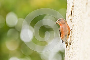 Red Crossbill