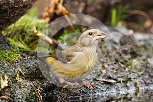 Red Crossbill