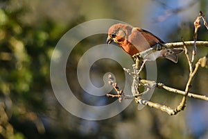 Red crossbill on a branch