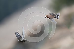 Red crossbill or common crossbill Loxia curvirostra in flight photo