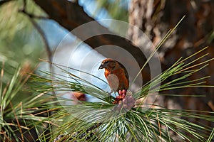 Red Crossbill Feeding on Pine Nuts