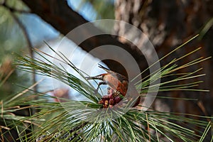 Red Crossbill Feeding on Pine Nuts