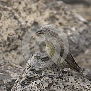 Red Crossbill female loxia curvirostra