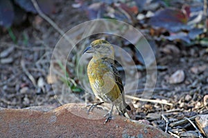Red Crossbill