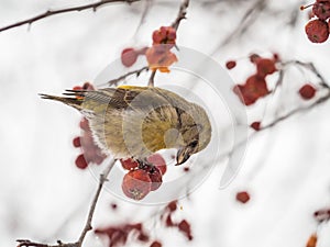 Red Crossbill female sitting on the tree branch and eats wild apple berries. Crossbill bird eats berries