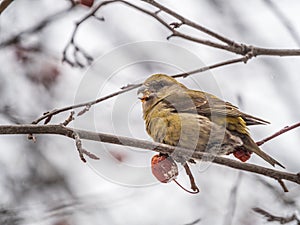 Red Crossbill female sitting on the tree branch and eats wild apple berries. Crossbill bird eats berries