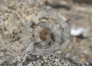 Red Crossbill immature male loxia curvirostra