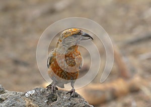 Red Crossbill immature male loxia curvirostra photo