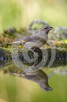 The Red Crossbill, Loxia curvirostra