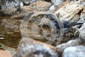 Red crossbill Loxia curvirostra