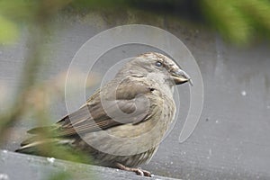 Red crossbill Loxia curvirostra passerine bird finch