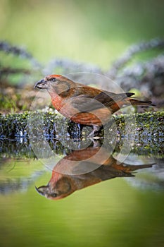 The Red Crossbill, Loxia curvirostra photo