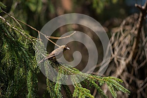 Red crossbill Loxia curvirostra a small passerine bird